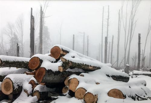 “Logging” Margaret Brenner